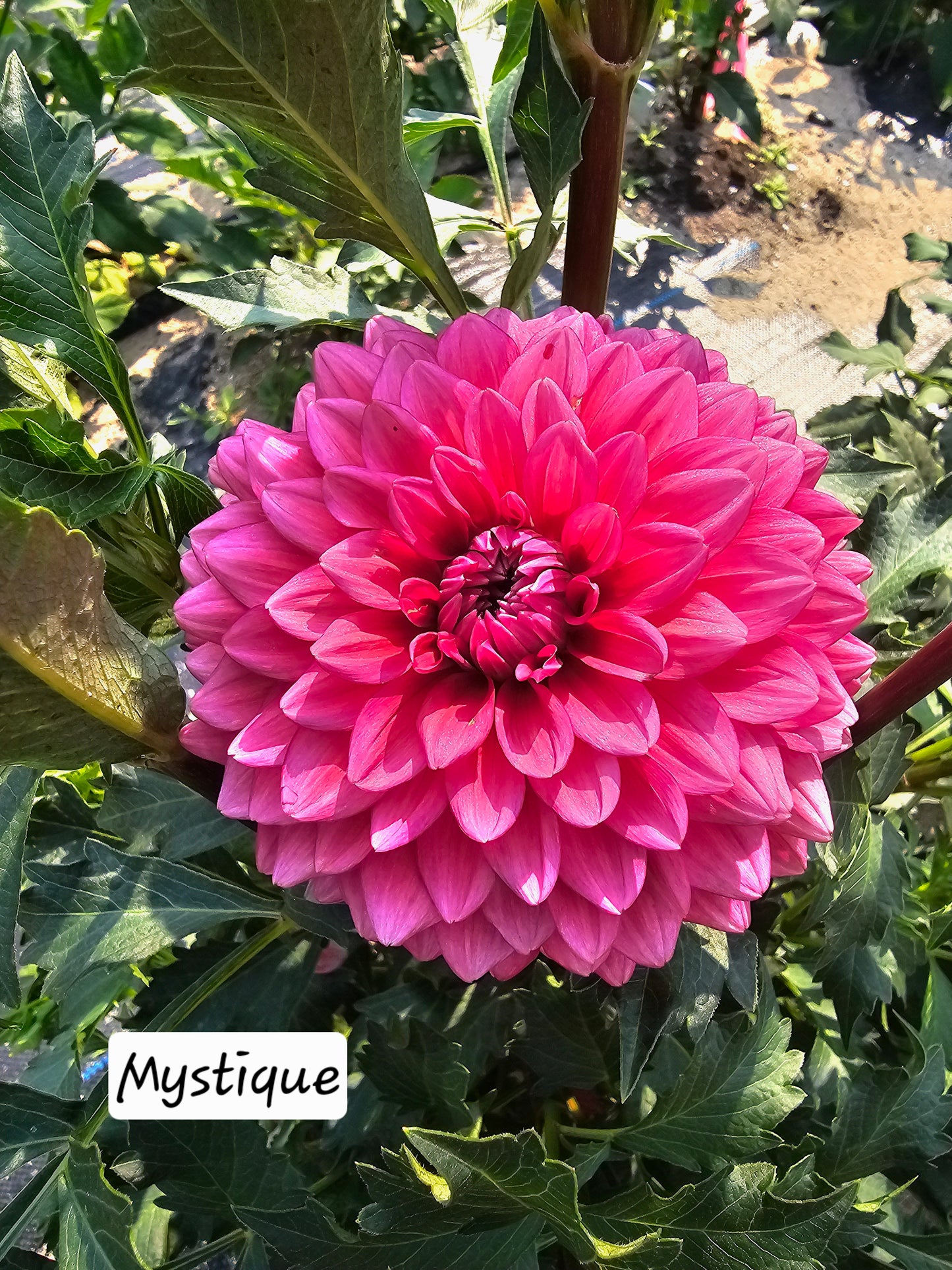 Mystique