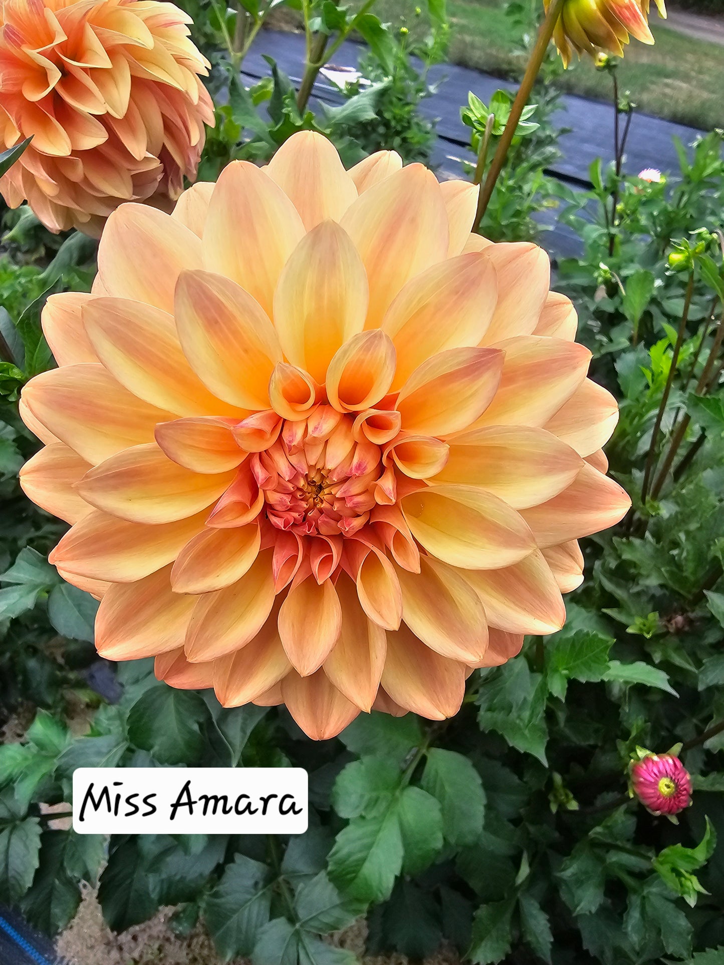 Miss Amara