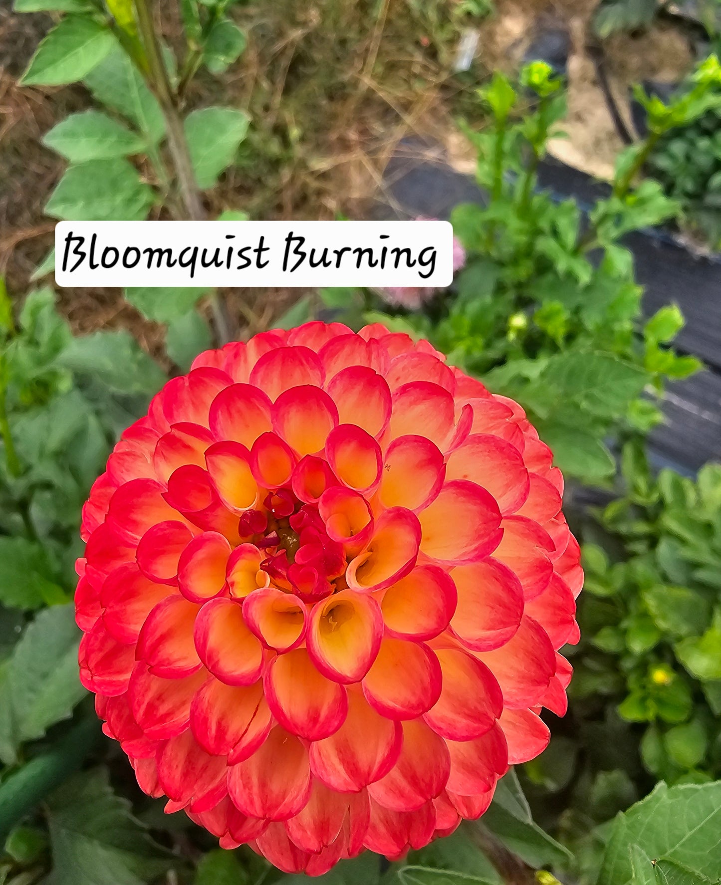 Bloomquist Burning
