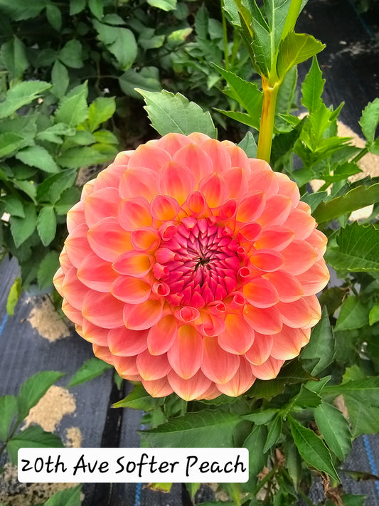 20th Ave Softer Peach