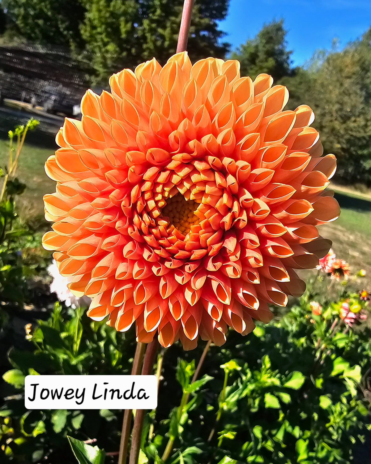 Jowey Linda