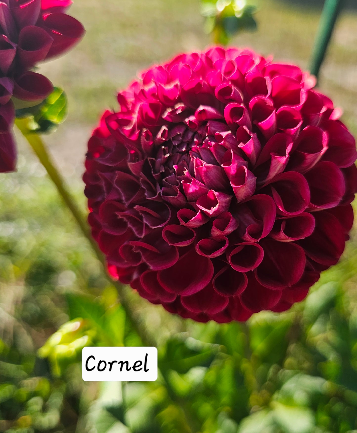 Cornel