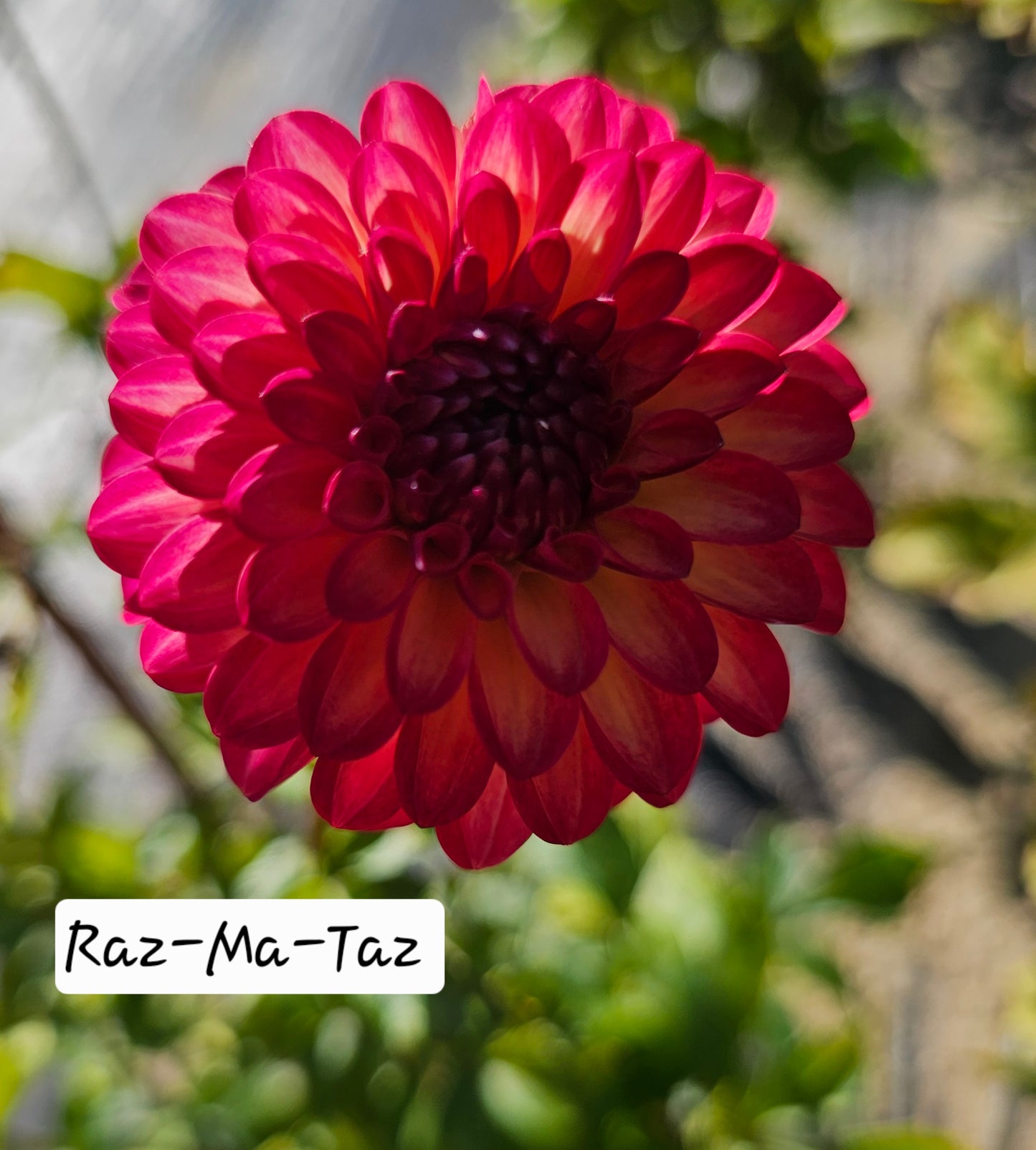 Raz-Ma-Taz