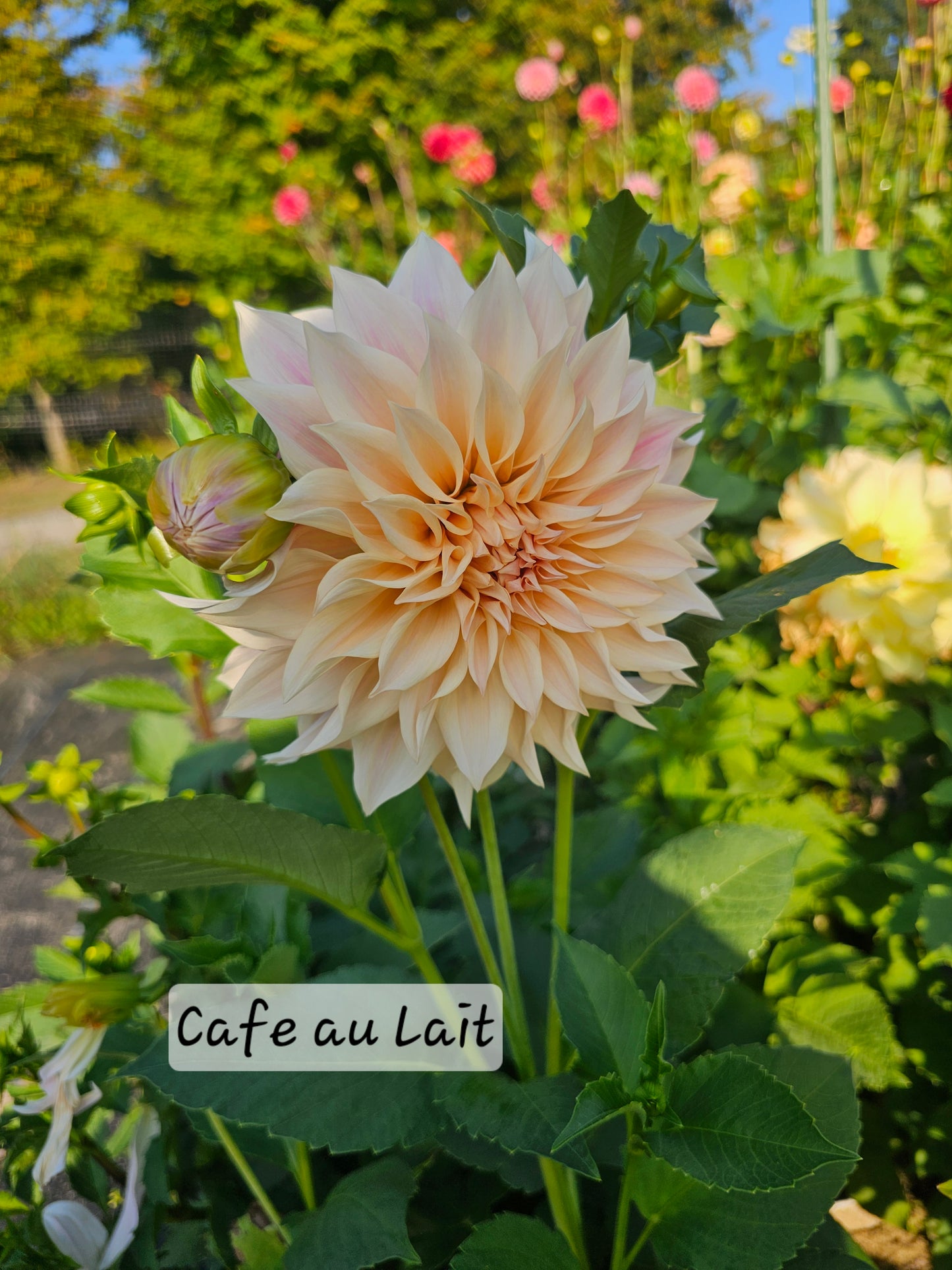 Café au Lait