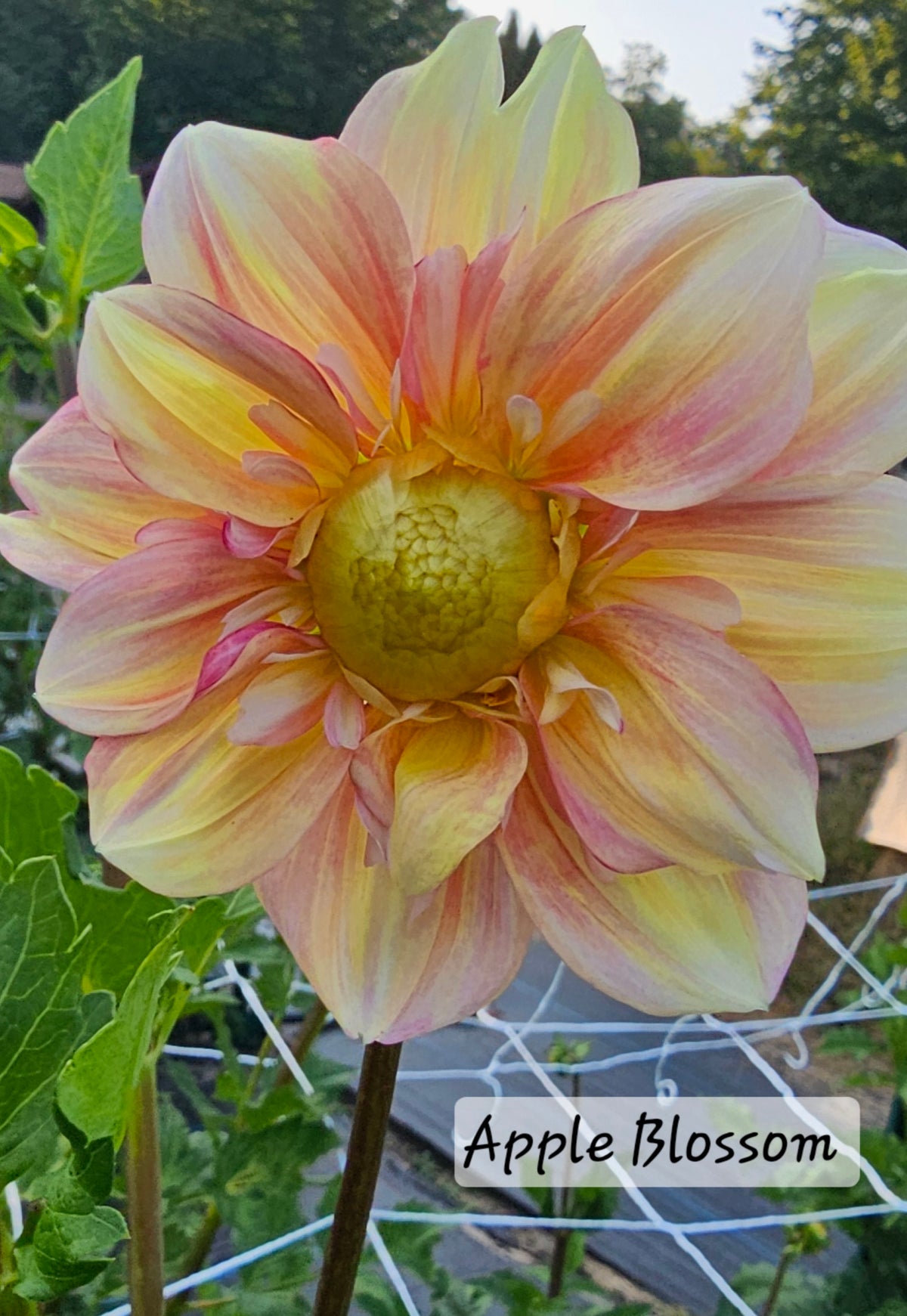Apple Blossom