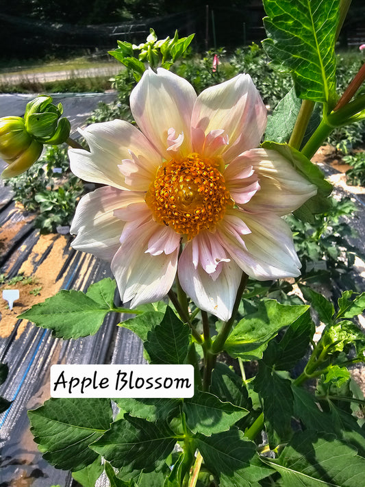 Apple Blossom