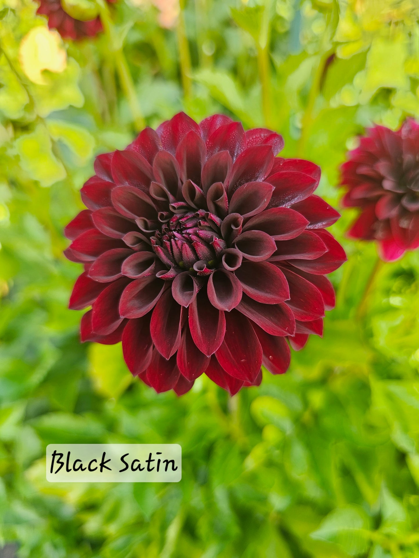 Black Satin