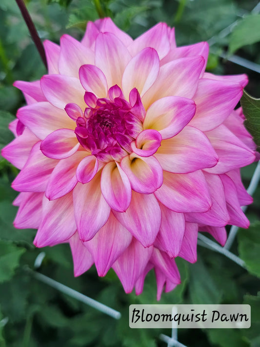 *NEW* Bloomquist Dawn