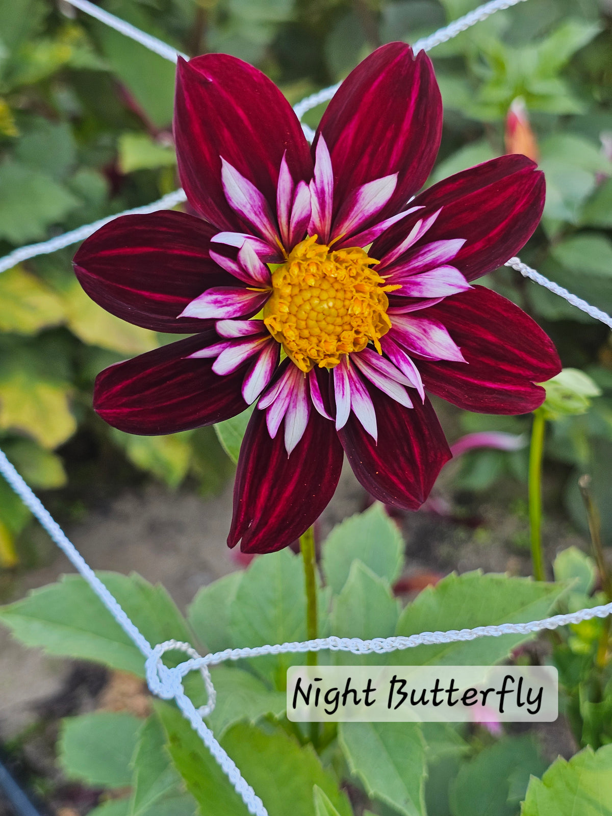 Night Butterfly