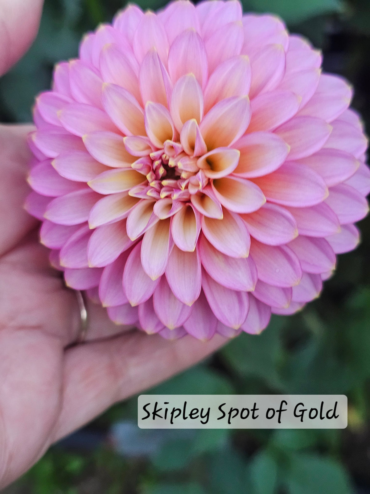 Skipley Spot of Gold