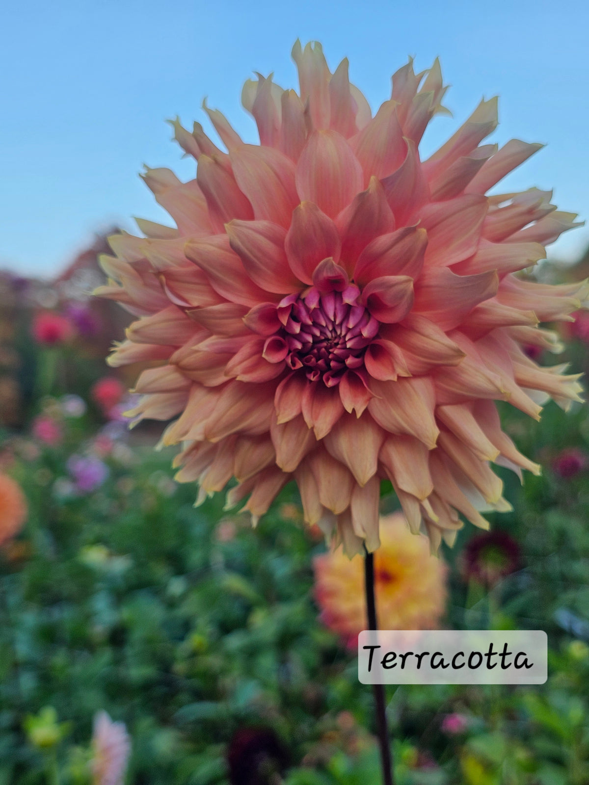 Terracotta