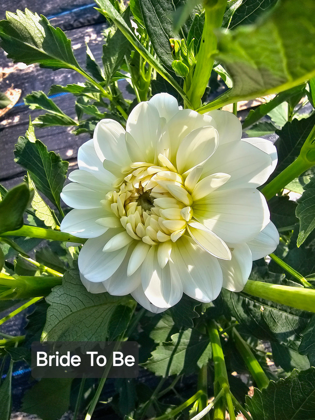 Bride to Be