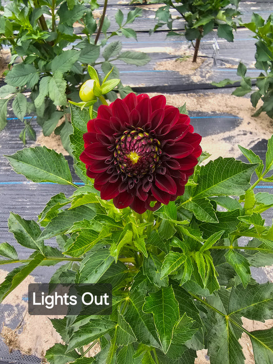 Lights Out