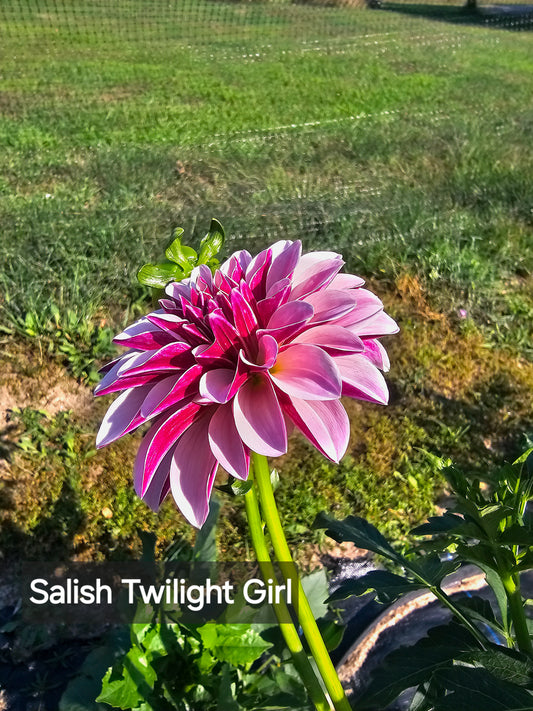 Salish Twilight Girl