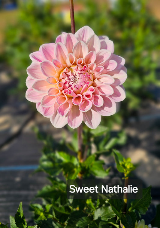 Sweet Nathalie