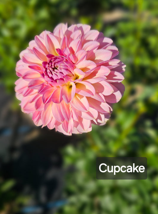 Cupcake