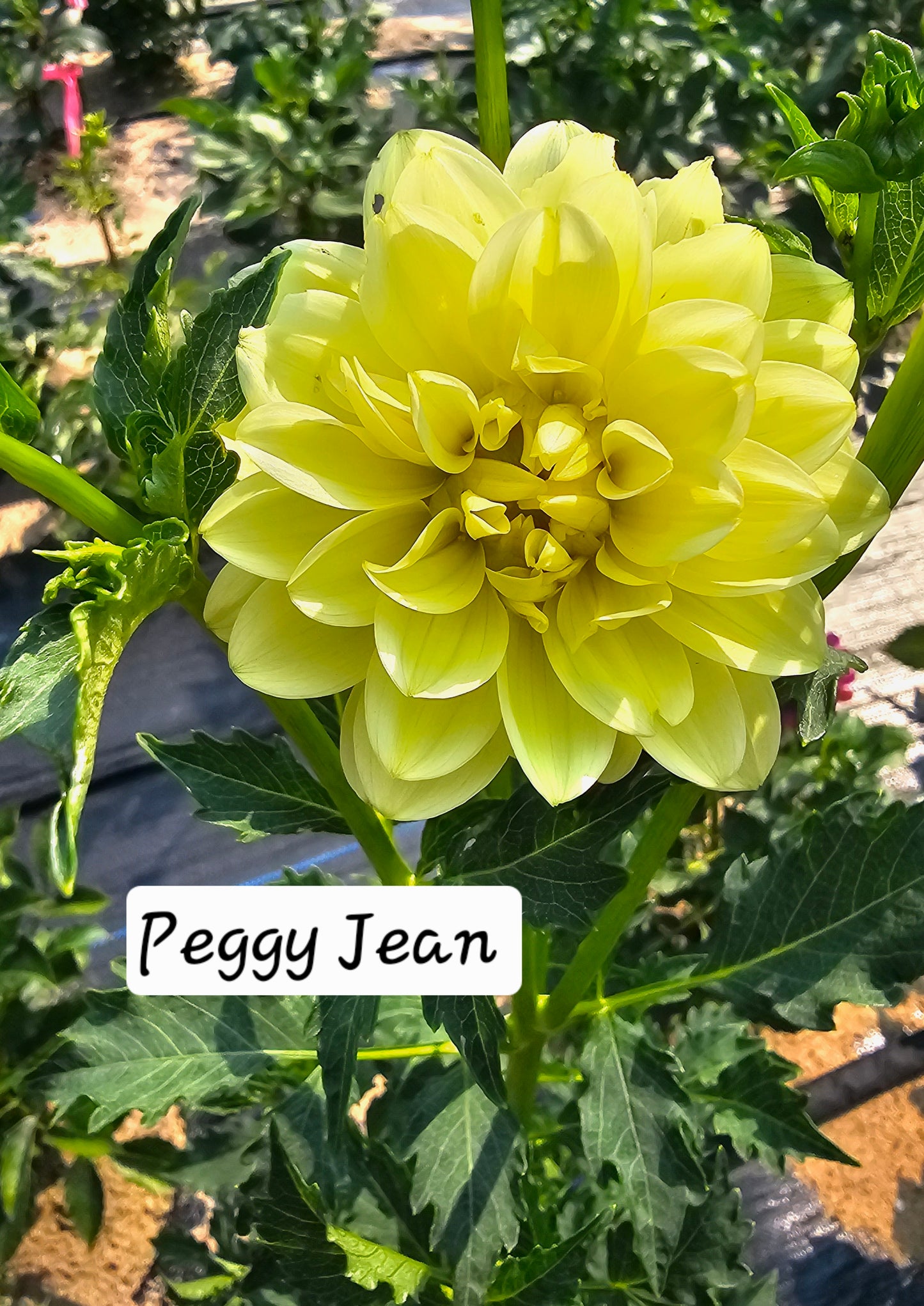 Peggy Jean