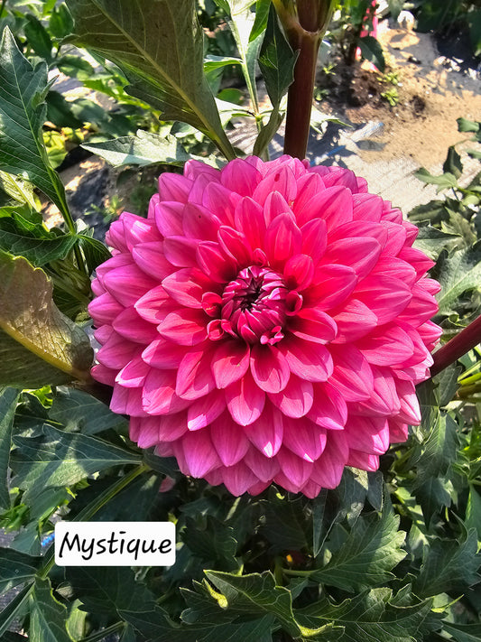 Mystique