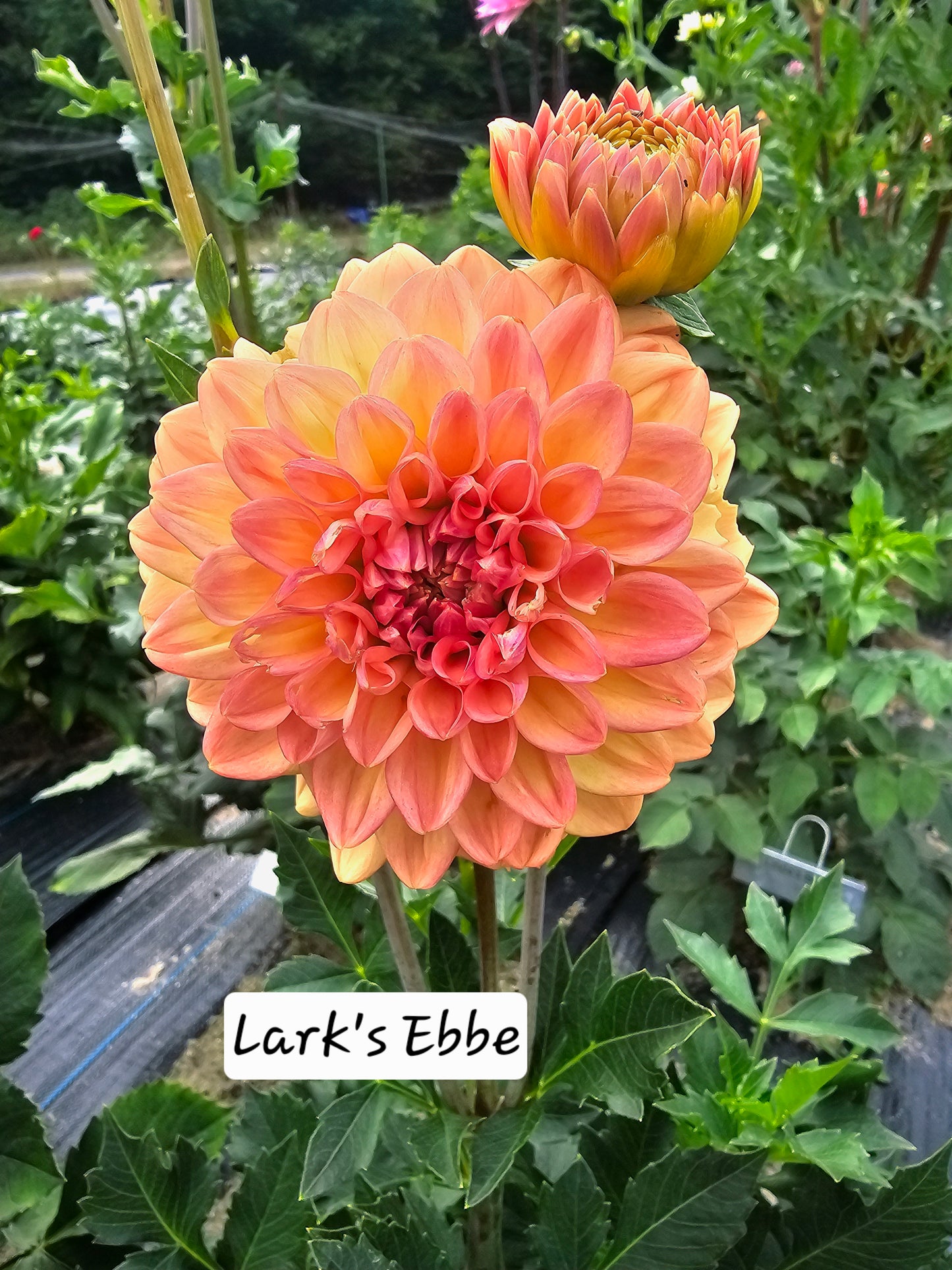 Lark's Ebbe