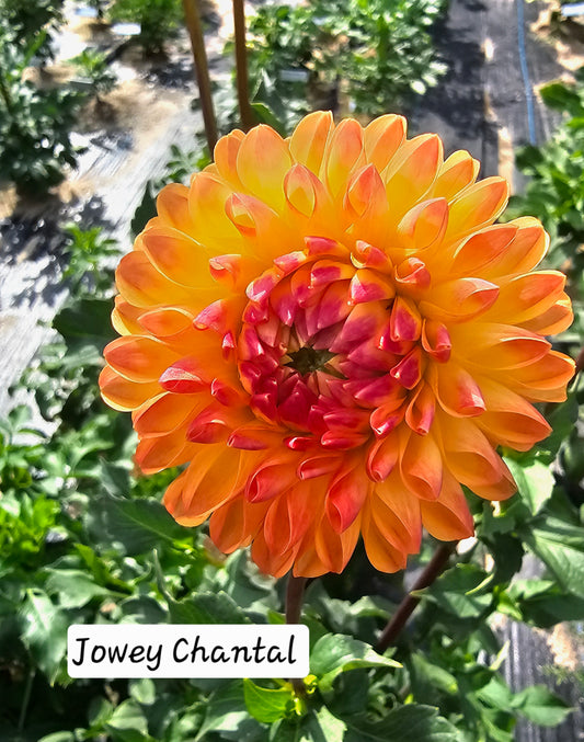 Jowey Chantal