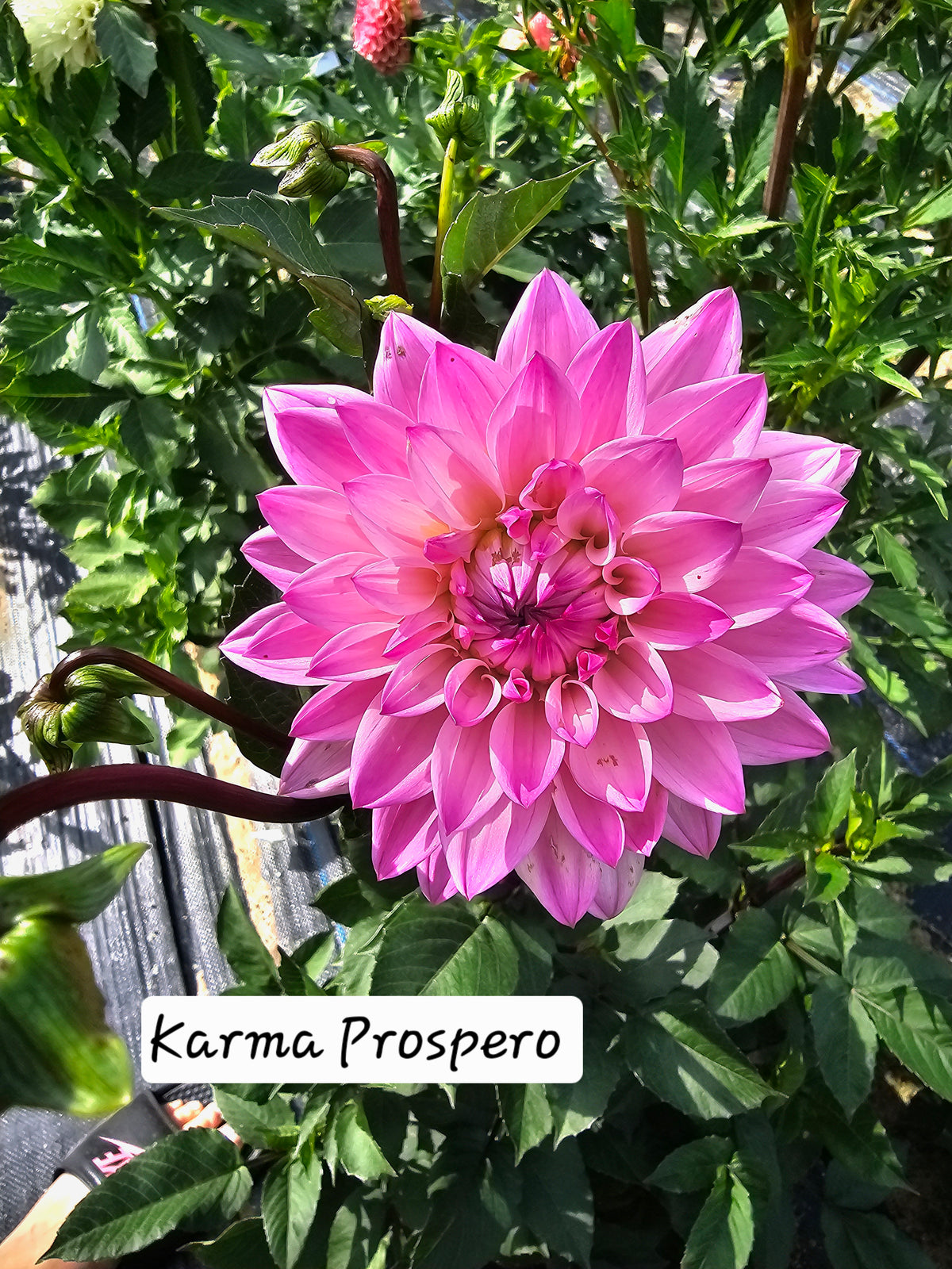 Karma Prospero