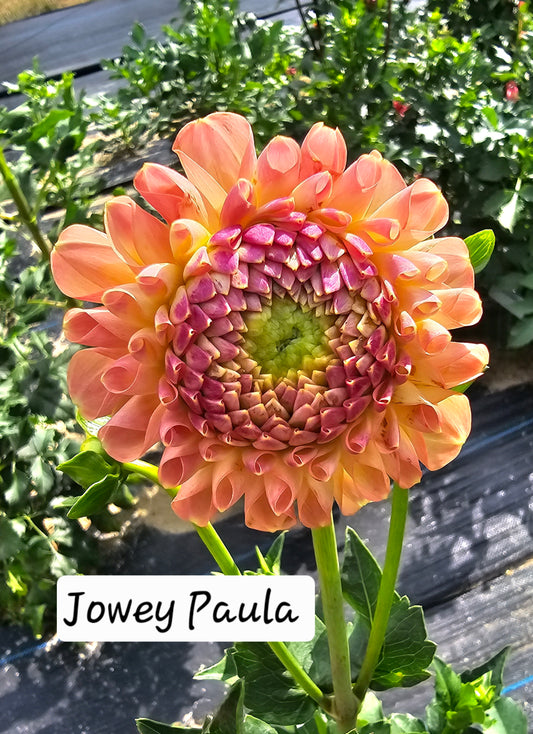 Jowey Paula