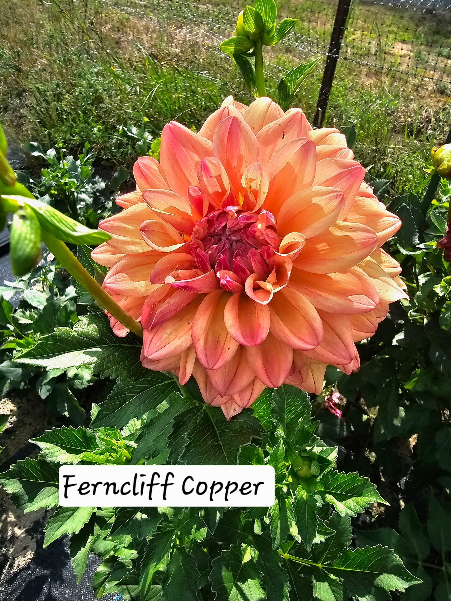 Ferncliff Copper