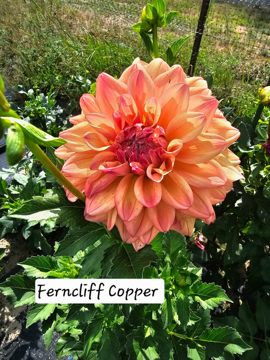 Ferncliff Copper