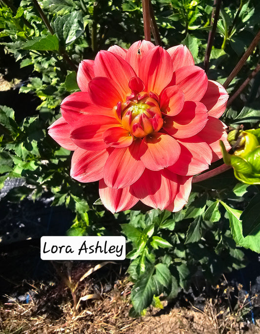 Lora Ashley