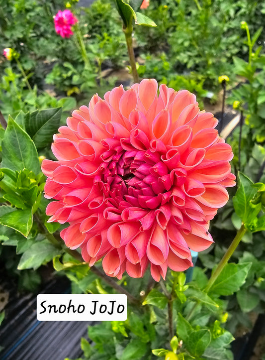 Snoho JoJo