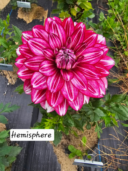 Hemisphere