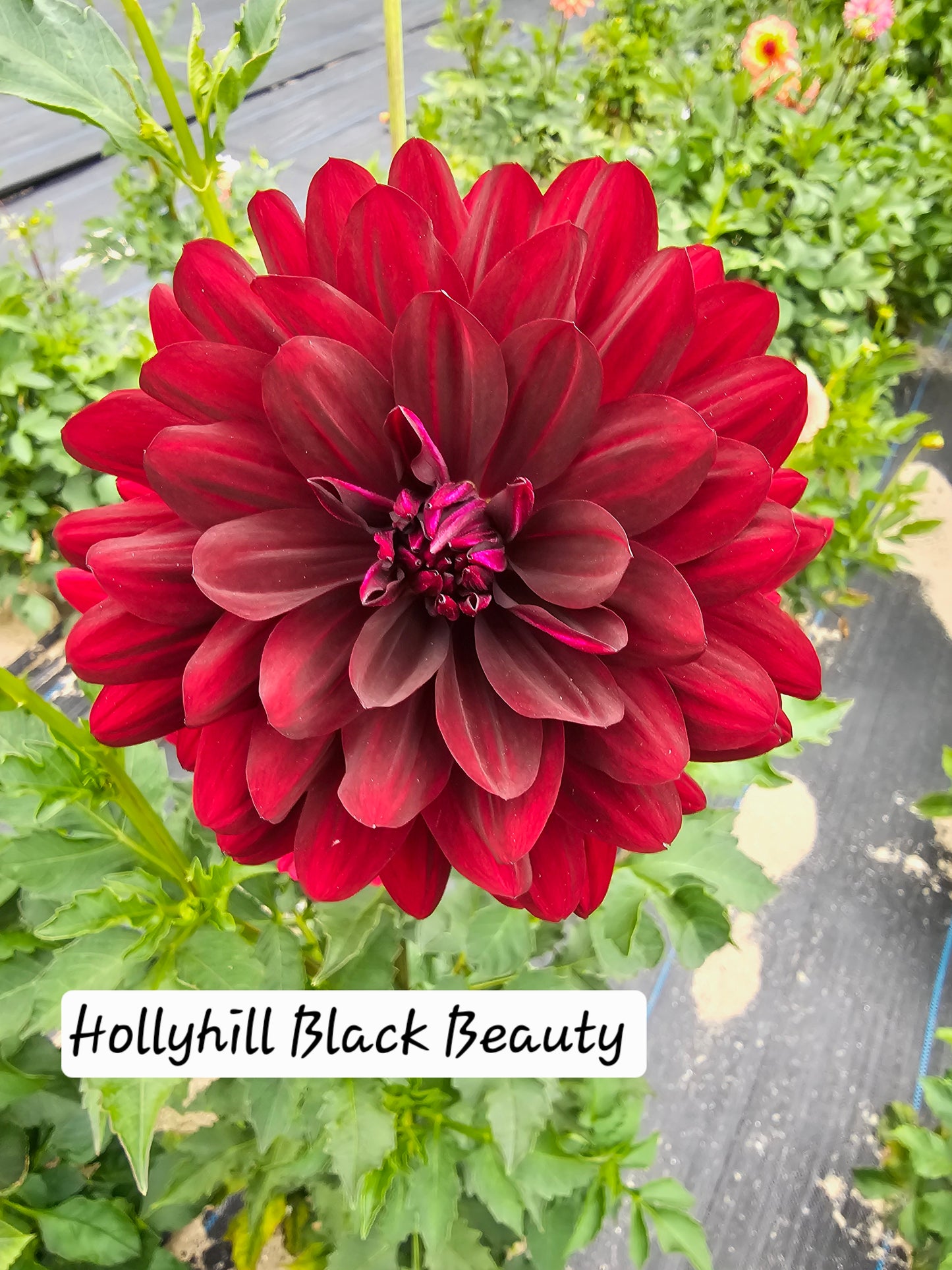 Hollyhill Black Beauty