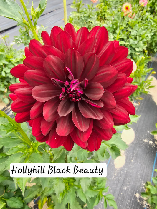 Hollyhill Black Beauty