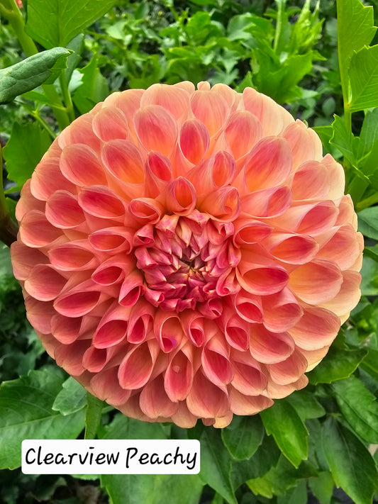 Clearview Peachy