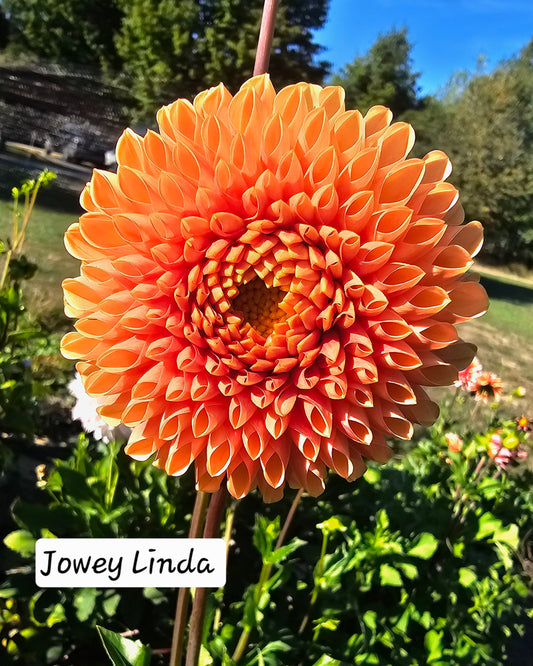 Jowey Linda