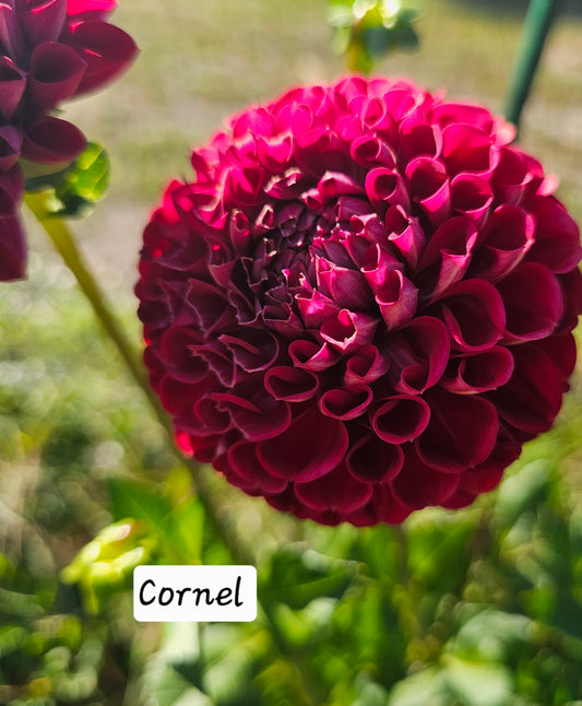 Cornel