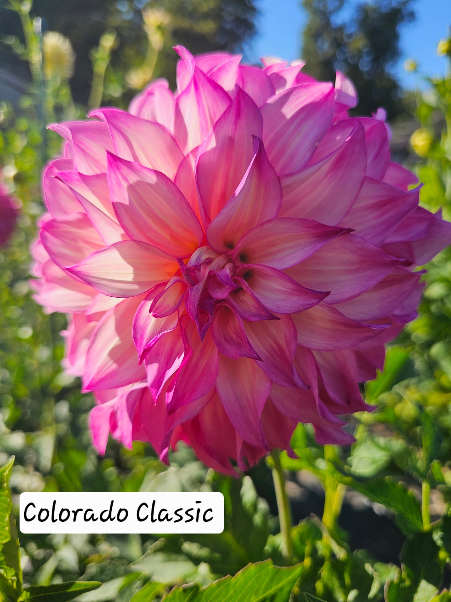 Colorado Classic