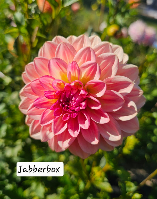 Jabberbox