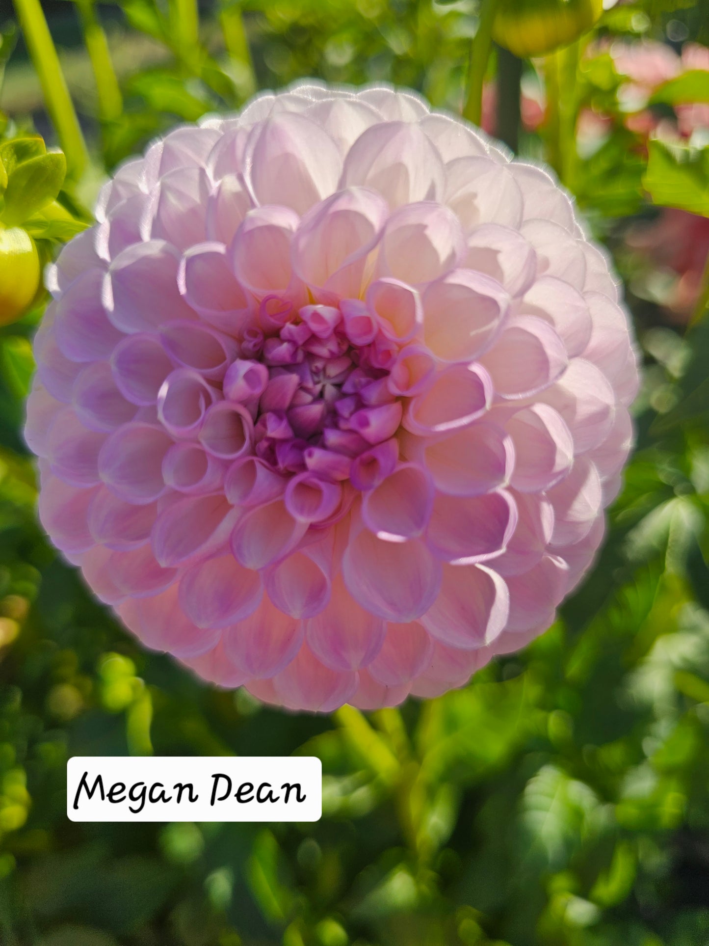 Megan Dean