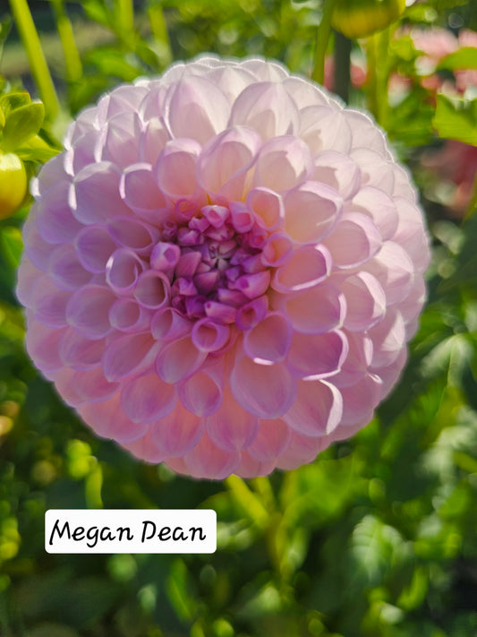 Megan Dean