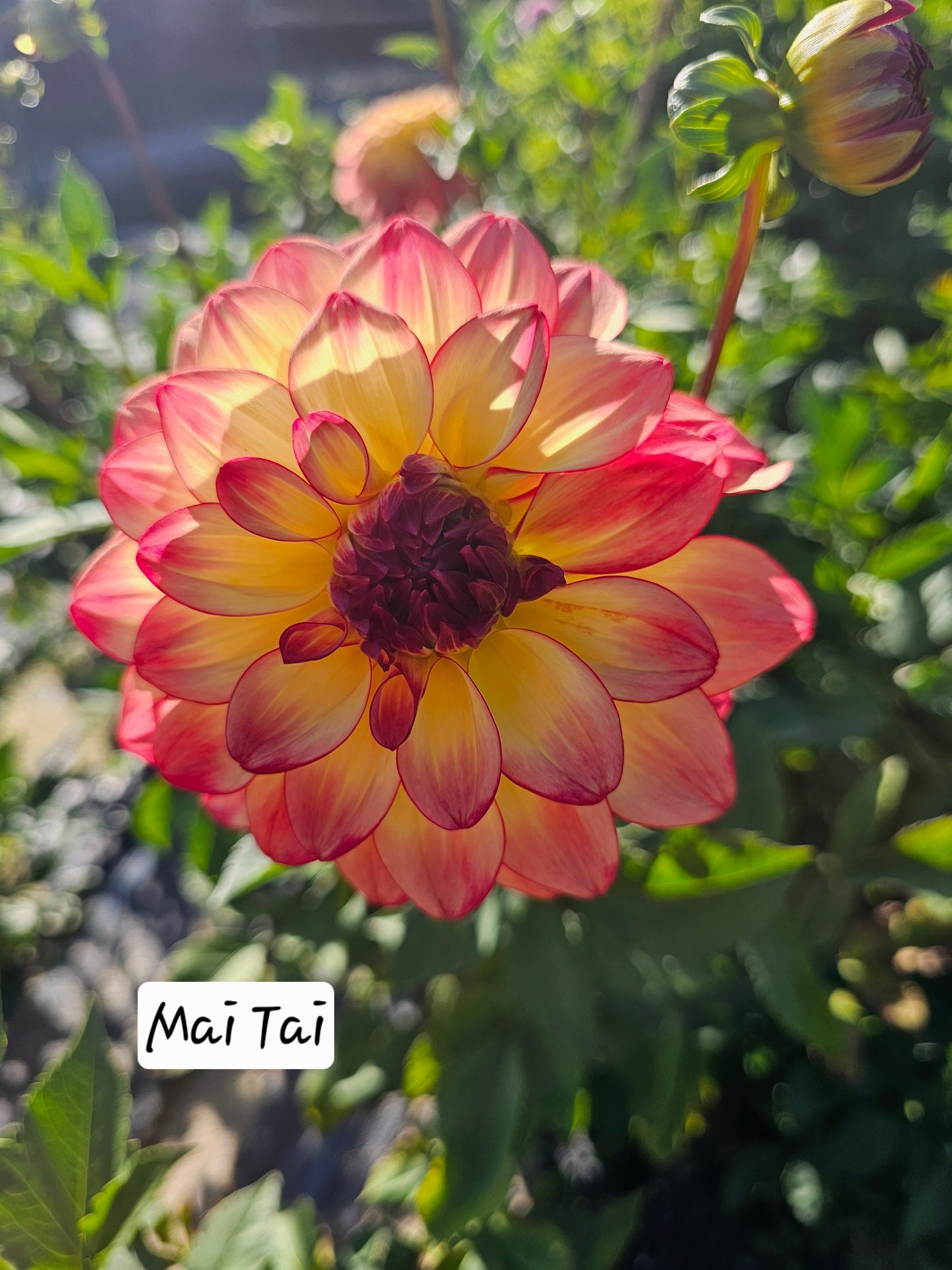 Mai Tai