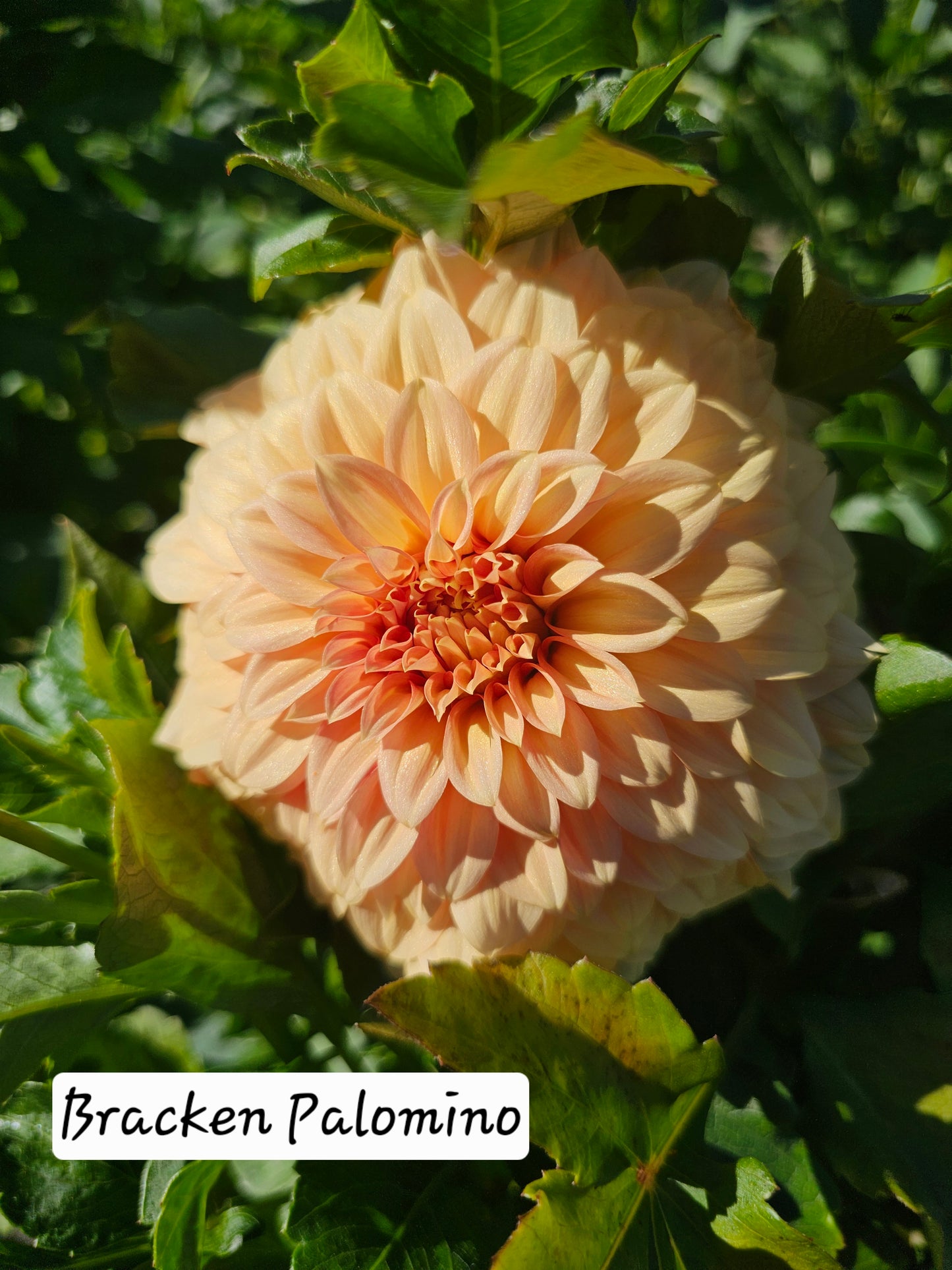 Bracken Palomino