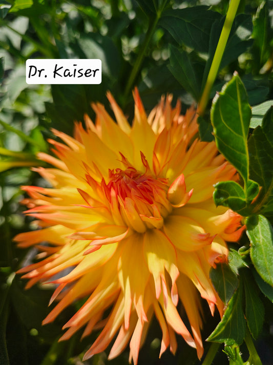 Dr. John Kaiser