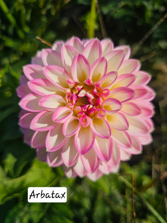Arbatax
