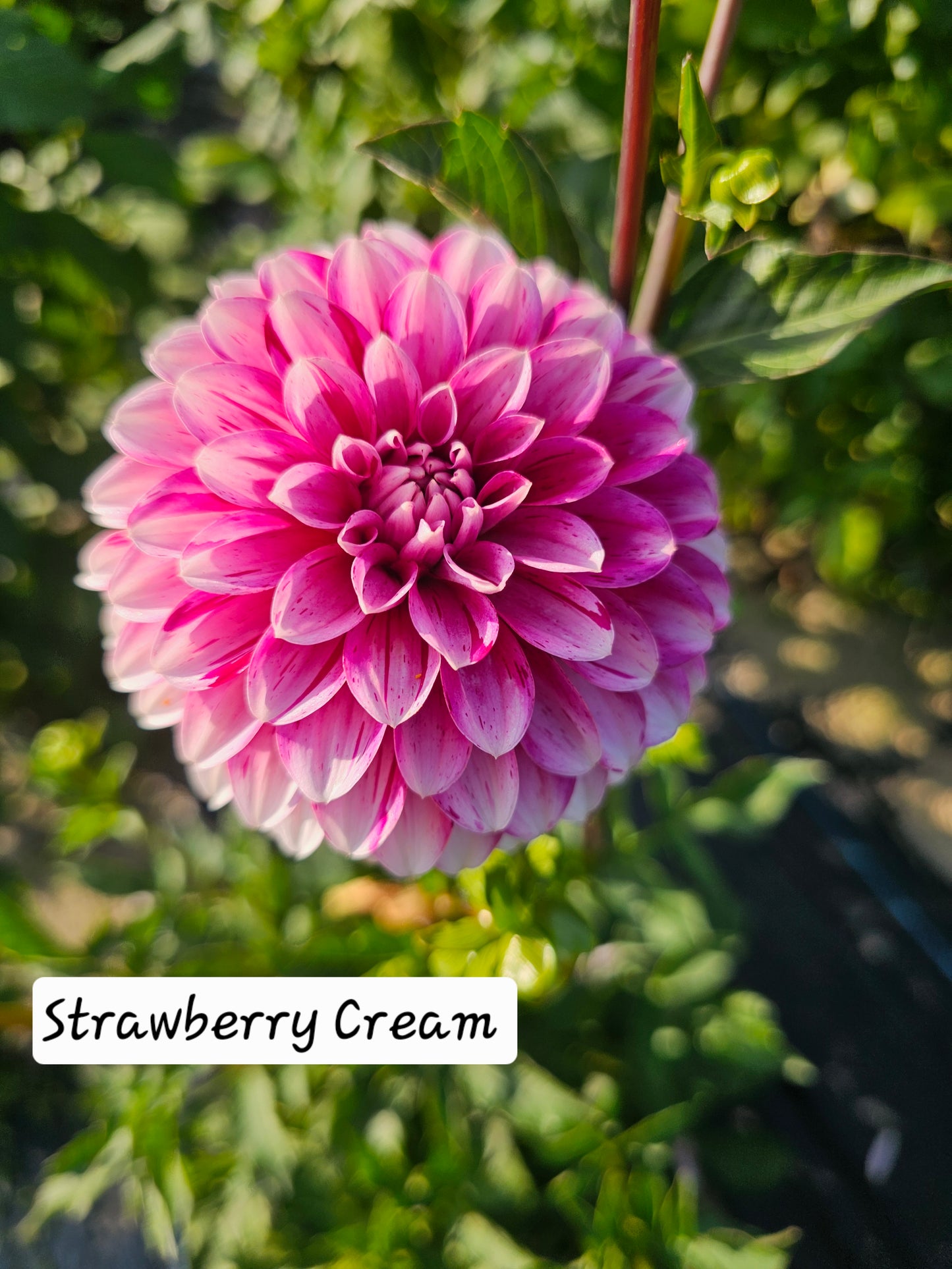 Strawberry Cream