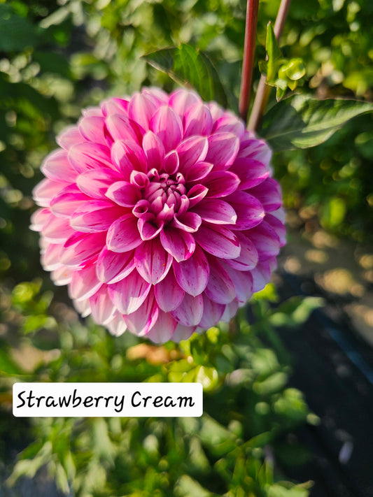 Strawberry Cream
