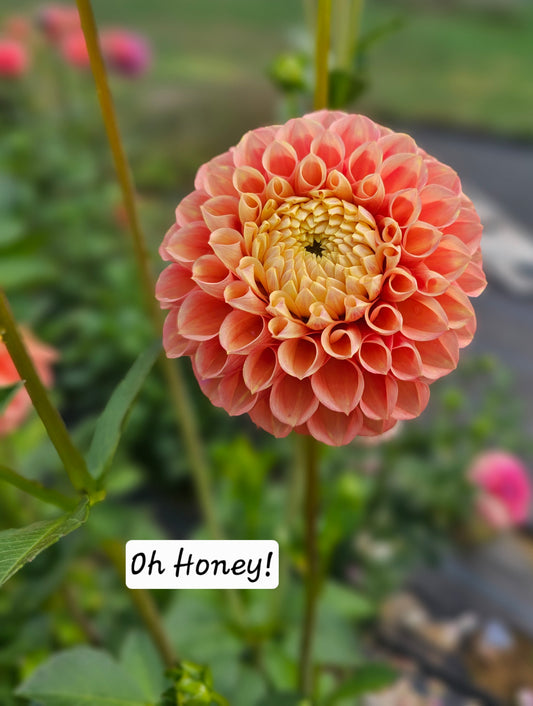 Oh Honey!