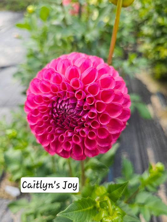 Caitlyn's Joy