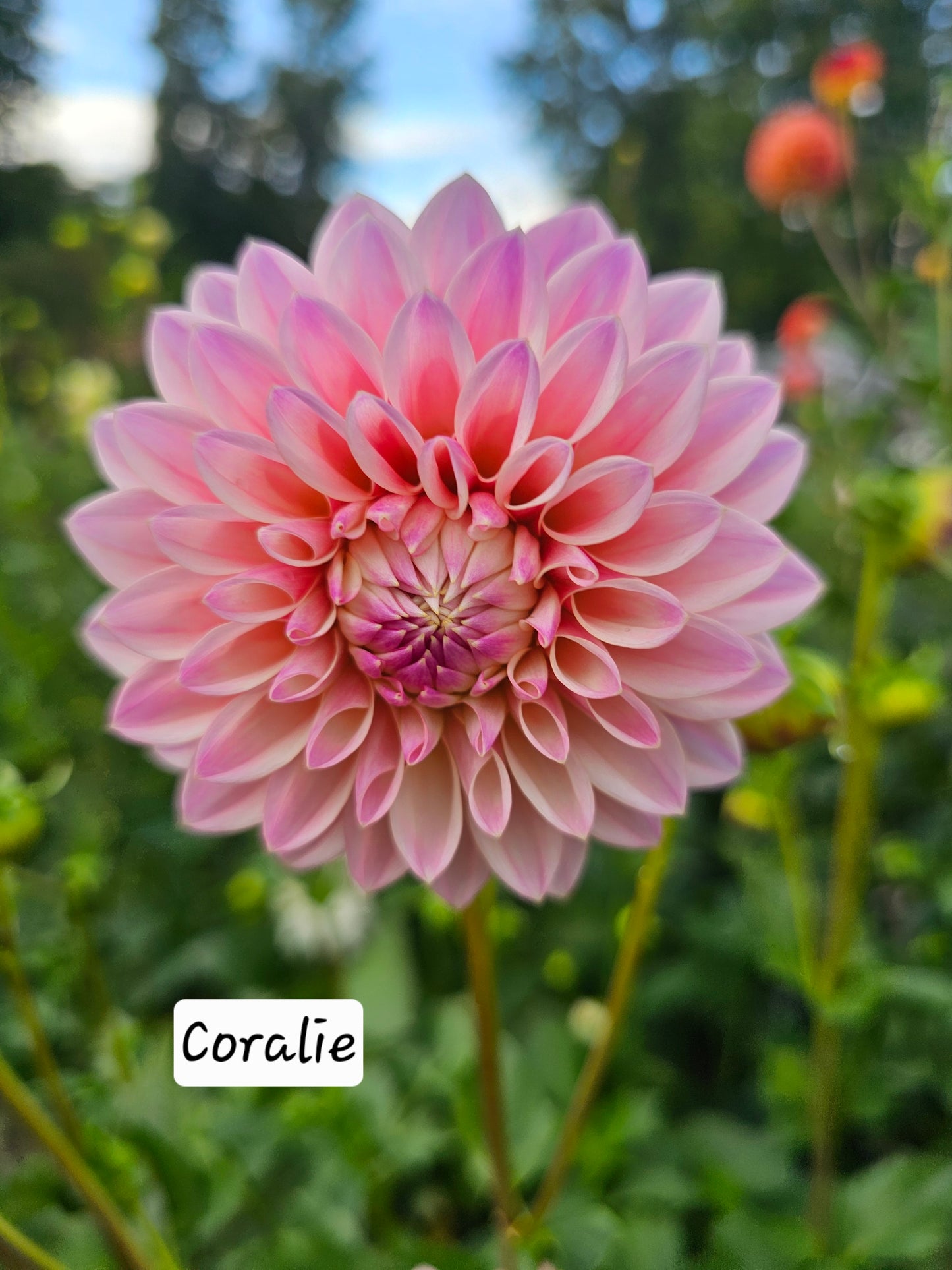 Coralie