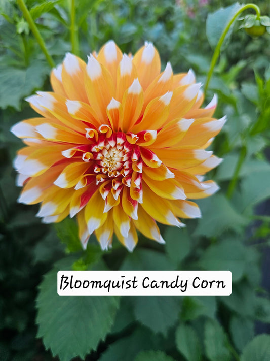 Bloomquist Candy Corn